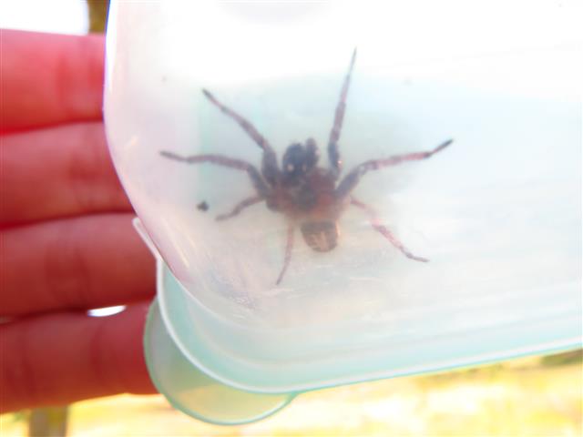 Lycosidae: Alopecosa sp., maschio  - Costa de Caparica (Portogallo)